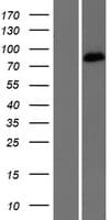Human EPB41L5 Protein (Over-Expression Lysate Myc-DDK (Flag))