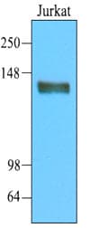IHC-plus™ Monoclonal Mouse anti-Human CD45 / LCA Antibody (clone 3G4, aa1029-1249, IHC, WB)