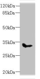 Polyclonal Rabbit anti-Human SLC25A51 / MCART1 Antibody (WB)