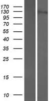 SDCCAG1 / NEMF Protein (Over-Expression Lysate Myc-DDK (Flag))