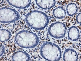 ARHGAP25 Antibody (clone OTI2D5, Carrier-free)