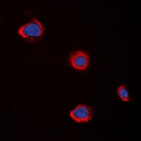 Polyclonal Rabbit anti-Human CHRM5 / M5 Antibody (Internal, IF, WB)