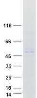Human WSB1 Protein (Recombinant Myc-DDK (Flag))