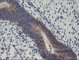 RGS16 Antibody (clone OTI4E5)