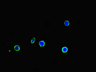 Polyclonal Rabbit anti-Human APOBEC3G / CEM15 Antibody (IHC, IF)