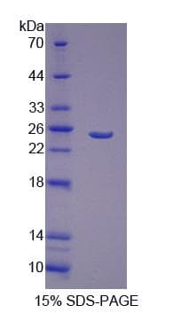 Mouse GFER Protein (Recombinant His-S)