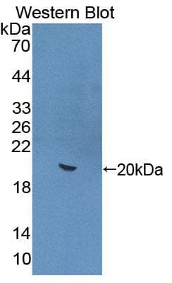 IL22 Antibody (aa34-179, APC)