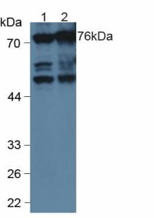 ANXA6/Annexin A6/Annexin VI Antibody (aa2-251, Biotin)