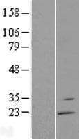 RGS13 Protein (Over-Expression Lysate Myc-DDK (Flag))