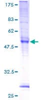 Human TMEM101 Protein (Recombinant GST)