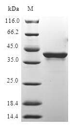 Human H2AFX / H2AX Protein (Recombinant GST, N-terminus)