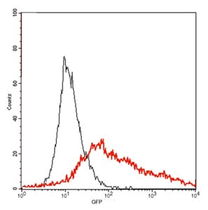 Monoclonal Rabbit GFP Antibody (IF, WB)