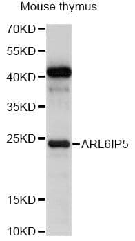ARL6IP5 Antibody