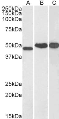 PathPlus™ NDRG1 Antibody (aa382-394)