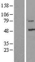 ZAK / MLTK Protein (Over-Expression Lysate Myc-DDK (Flag))