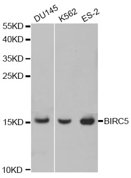 Polyclonal Rabbit anti-Human BIRC5 / Survivin Antibody (IHC, IF, WB)
