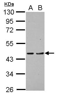 PDCD2 Antibody