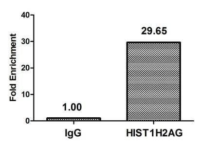 HIST1H2AI Antibody