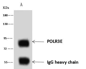 Polyclonal Rabbit anti-Human POLR3E / SIN Antibody (WB)
