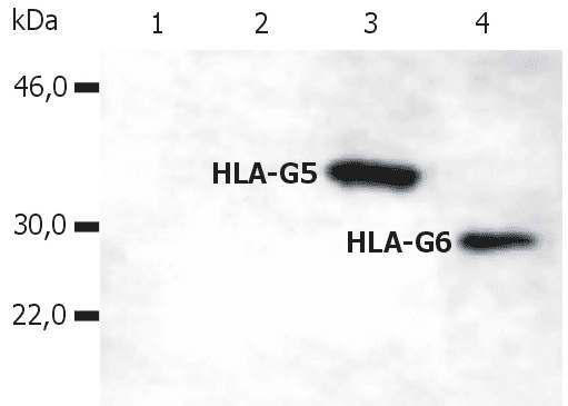 HLA-G Antibody (C-Terminus, clone 5A6G7)
