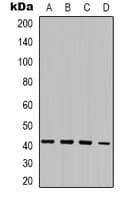 MORF4L1 / MRG15 Antibody (Internal)