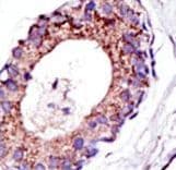Polyclonal Rabbit anti-Human E4 / UBE4A Antibody (aa1037-1067, IHC, WB)