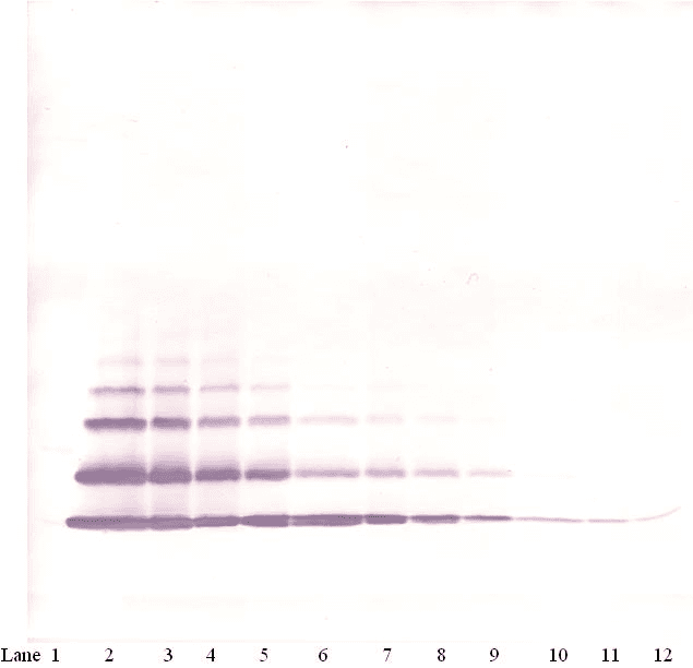 MIP2 / GRO2 / CXCL2 Antibody