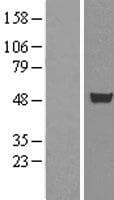 CELF1 / CUGBP1 Protein (Over-Expression Lysate Myc-DDK (Flag))