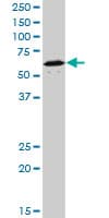 IHC-plus™ NR1D1 Antibody (clone 4F6)