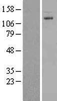 Human CARD10 / CARMA3 Protein (Over-Expression Lysate Myc-DDK (Flag))