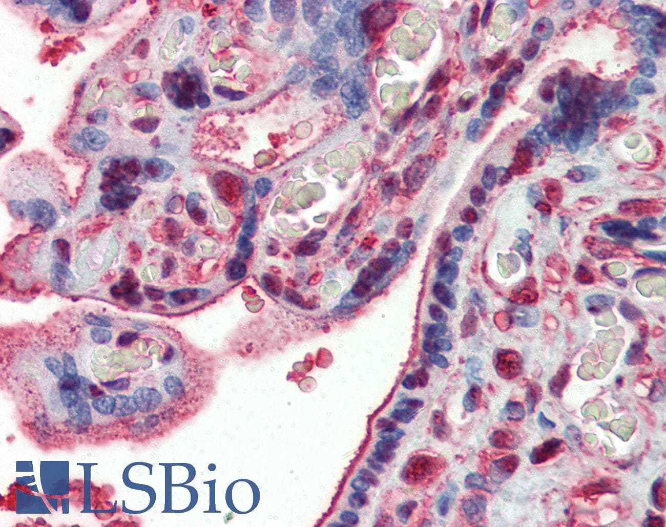 IHC-plus™ GAPDH Antibody