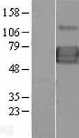 IL13RA1 / IL13R Alpha 1 Protein (Over-Expression Lysate Myc-DDK (Flag))