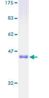 Human ARL2 Protein (Recombinant GST)
