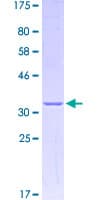 Human RPS27A Protein (Recombinant GST)