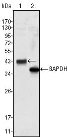 WNT10B Antibody (clone 5A7)