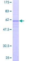 Human LPAR2 / EDG4 Protein (Recombinant GST)