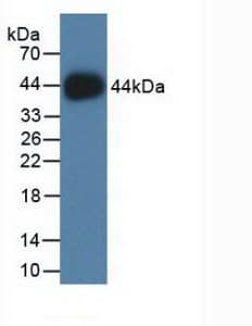 HIST2H2AC Antibody (aa1-129)