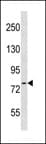 Polyclonal Rabbit anti-Human TNS4 Antibody (aa132-159, WB)