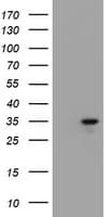 JUN / c-Jun Antibody (clone OTI5E9)