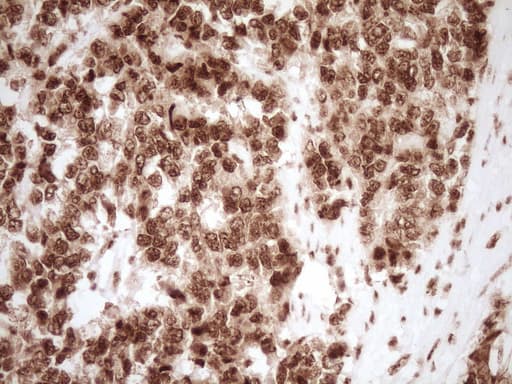 NUDT21 Antibody (aa2-227, clone OTI5B3)