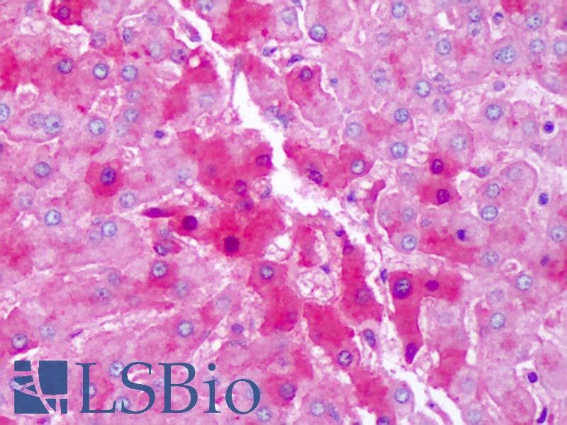 IHC-plus™ Polyclonal Goat anti-Human HPX / Hemopexin Antibody (IHC)