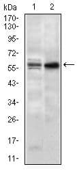GNL3 / NS / Nucleostemin Antibody (Amino Acid: 1-226, clone 2C8D5)