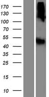 LIPN Protein (Over-Expression Lysate Myc-DDK (Flag))