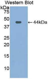 Complement C3 Antibody (aa965-1303)