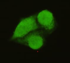 TFIIB Antibody
