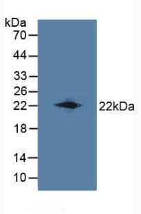 LCN8 Antibody (aa27-176, HRP)