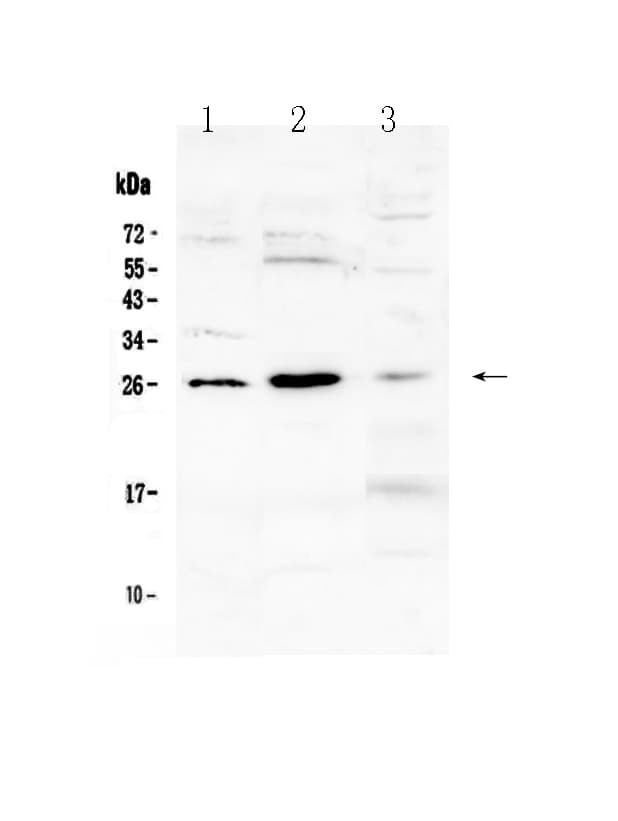 FLT3LG / Flt3 Ligand Antibody