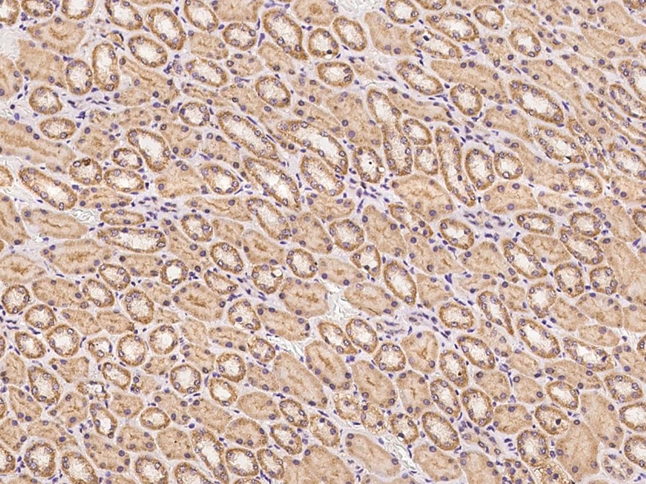 Polyclonal Rabbit anti-Human PCDHB2 / Protocadherin Beta 2 Antibody (IHC)