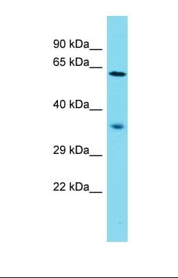 NDNF Antibody (aa86-135)