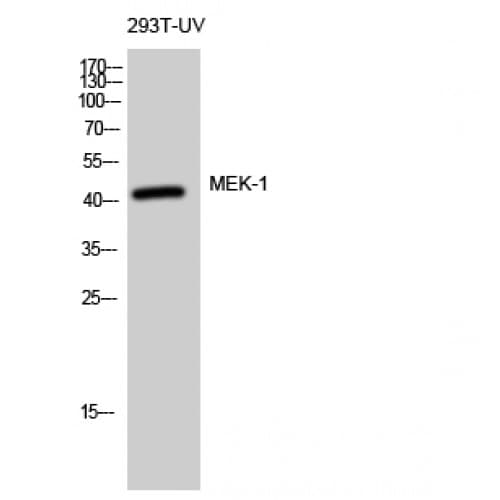 MAP2K1 / MKK1 / MEK1 Antibody (230-310 aa)